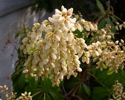Pieris japonica flowers