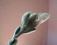 star magnolia buds opening