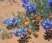 globemallow and lupines near Mexican Hat formation