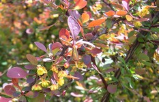 Rosy Glow Barberry