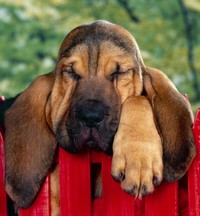 bloodhound puppy