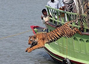 tiger jumps off boat