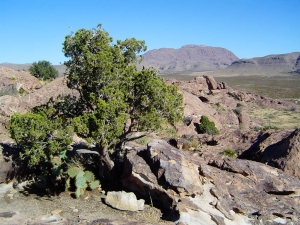 Cerro Alto