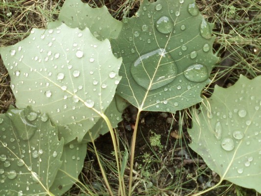 morning dew on leaves