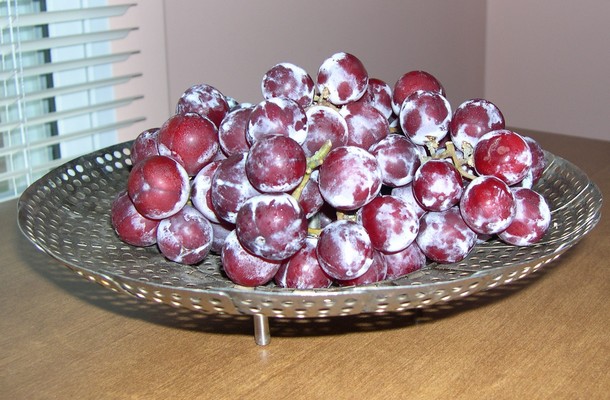 frosty grapes