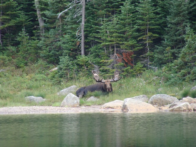 Moose at Mt. Katahdin