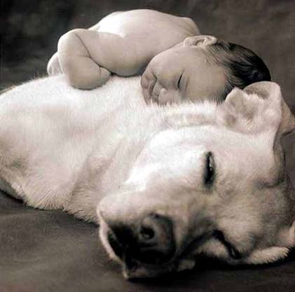 baby sleeping on dog