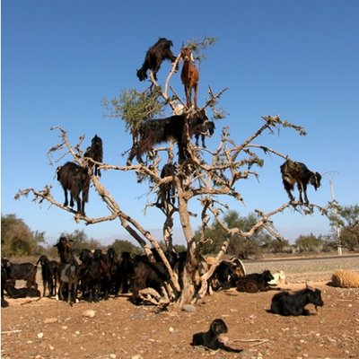 goats in Argan tree