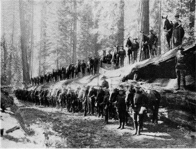 Yosemite redwood corpse 1899 – F Troop, 6th Calvary