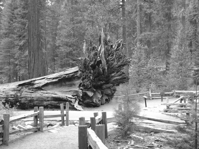 Yosemite redwood corpse