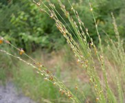 fescue flowering grass