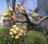 Callery pear buds