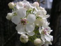 Callery pear flowers