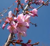 Okame cherry flowers