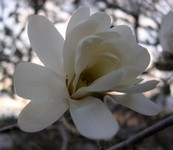 star magnolia flower