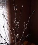 star magnolia buds