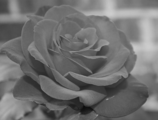rose – grayscale
