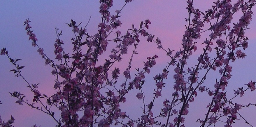April sunset through crabapple blossoms