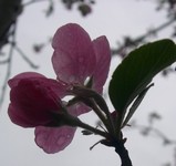 'Evelyn' crabapple buds opening