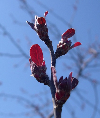 Profusion crabapple flower buds