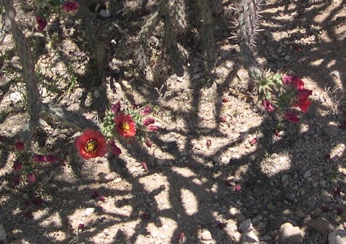 AZ cholla with red flowers