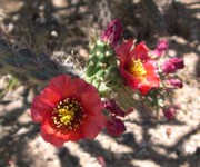 Arizona cholla with red flowers