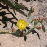 Arizona prickly pear with yellow flowers