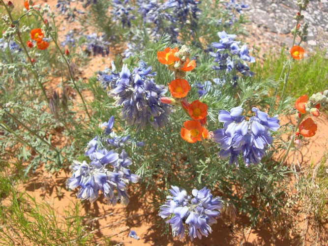 Utah wildflowers near Mexican Hat formation