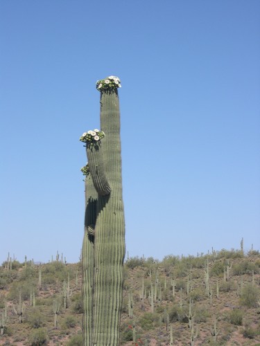 Saguaro cactus in bloom