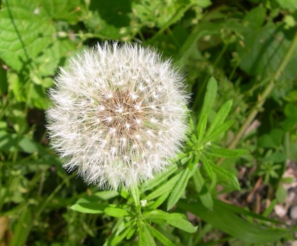 dandelion gone to seed