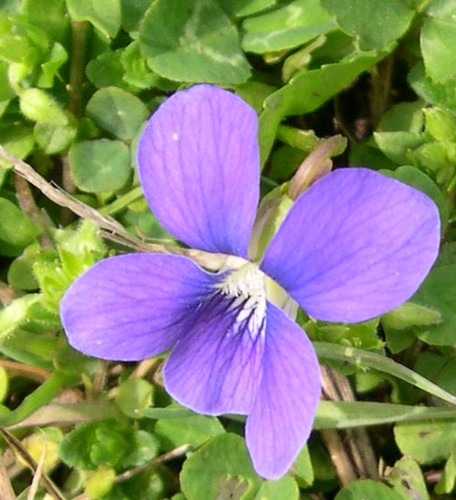 common violet