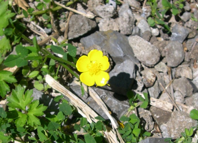 yellow wood-sorrel