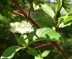 red-twigged dogwood flower