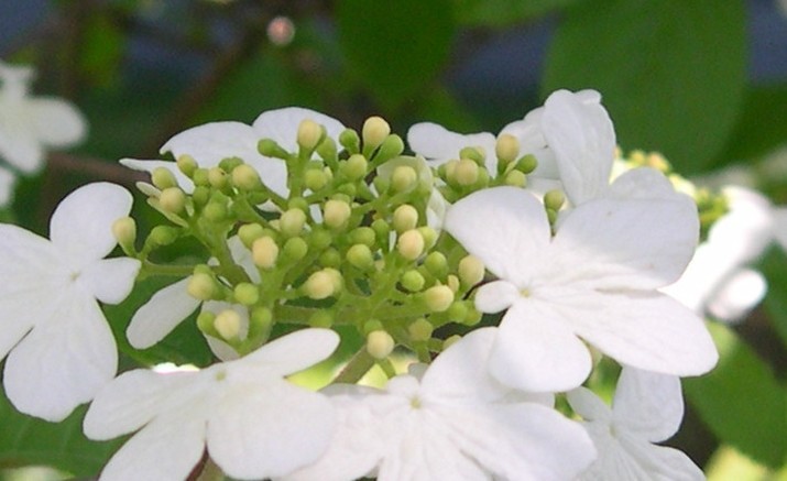 summer snowflake viburnum flower