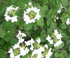 summer snowflake viburnum flowers