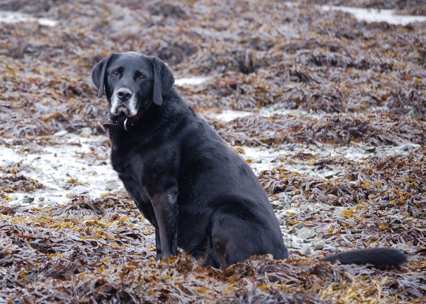 Black Labrador 'Go Leith'