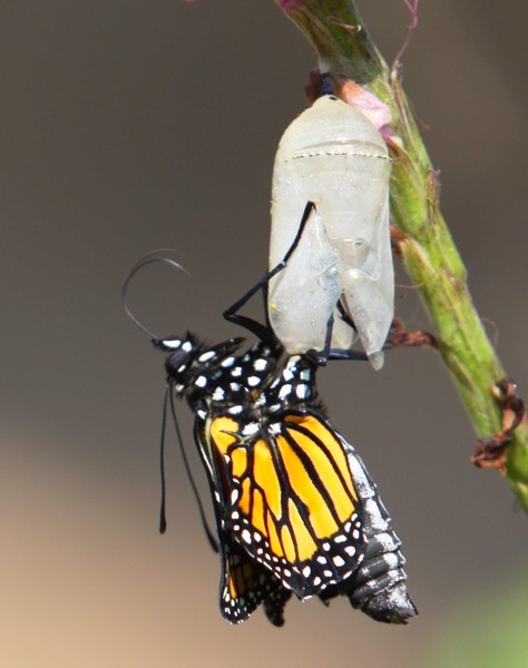 butterfly emerging from cocoon