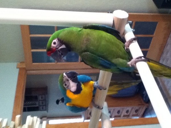 Steve and Georgia - macaws