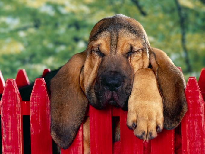 bloodhound puppy