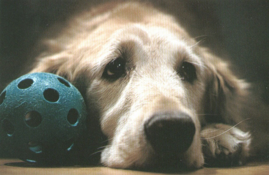 dog with whiffle ball