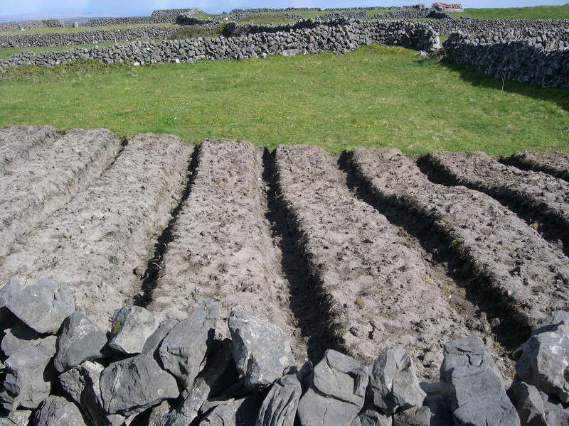 potato patch on Inis Mor (Aran Islands)