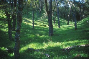 open forest