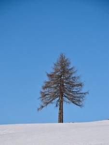 lone pine
