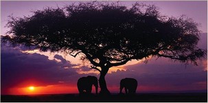 elephants at sunset - Botswana